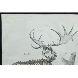 1836 - Squelette et crâne de cerf fossile 