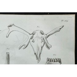 1836 - Squelette et crâne de cerf fossile 