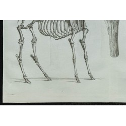 1836 - Squelette et crâne de cerf fossile 