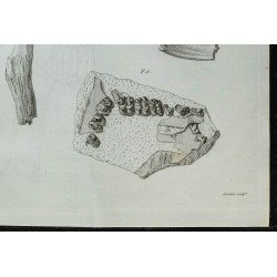 1836 - Squelette et crâne de cerf fossile 