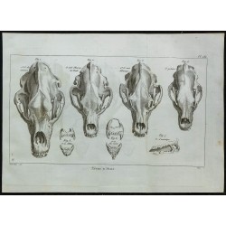 1836 - Crânes des ours 
