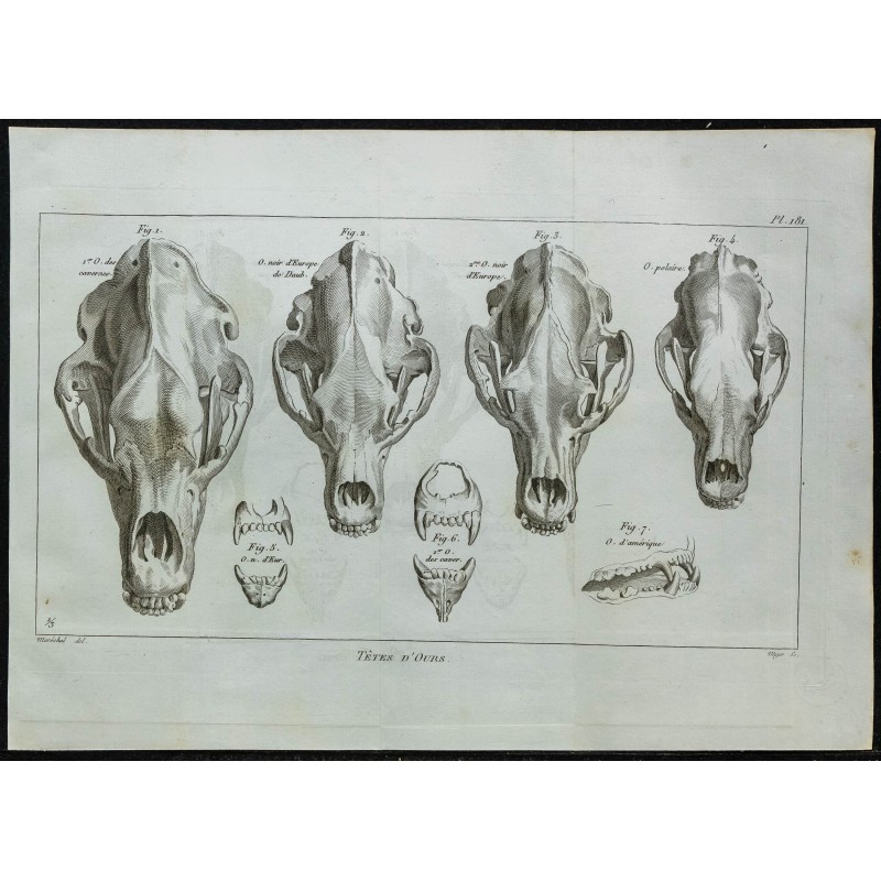 1836 - Crânes des ours 1836 - Crânes des ours
