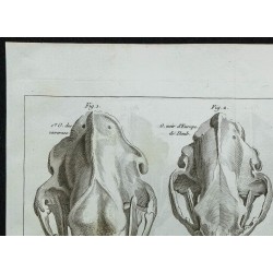 1836 - Crânes des ours 