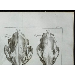 1836 - Crânes des ours 