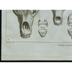 1836 - Crânes des ours 