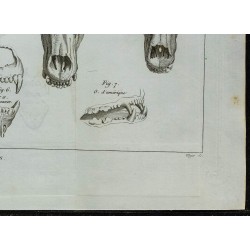 1836 - Crânes des ours 