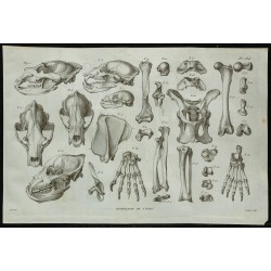 1836 - Crânes et squelettes d'ours 