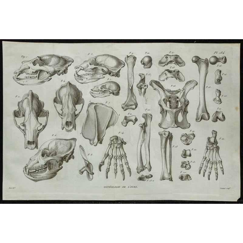 1836 - Crânes et squelettes d'ours 1836 - Crânes et squelettes d'ours
