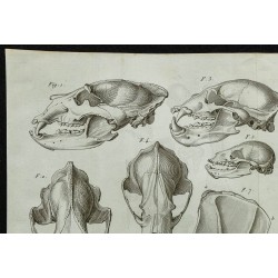 1836 - Crânes et squelettes d'ours 