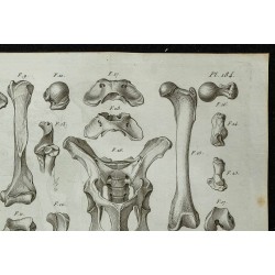 1836 - Crânes et squelettes d'ours 