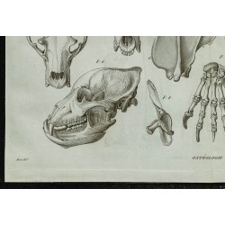 1836 - Crânes et squelettes d'ours 