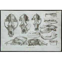 1836 - Crânes et mâchoires d'ours fossiles 