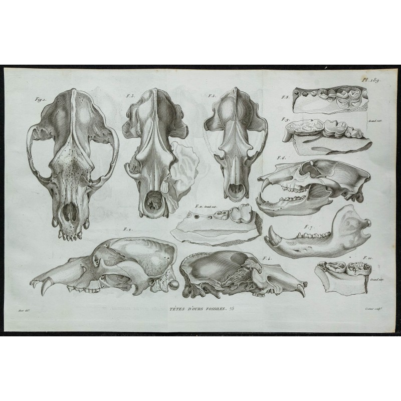 1836 - Crânes et mâchoires d'ours fossiles 1836 - Crânes et mâchoires d'ours fossiles