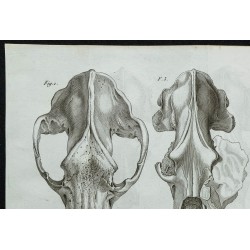 1836 - Crânes et mâchoires d'ours fossiles 