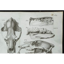 1836 - Crânes et mâchoires d'ours fossiles 