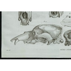 1836 - Crânes et mâchoires d'ours fossiles 