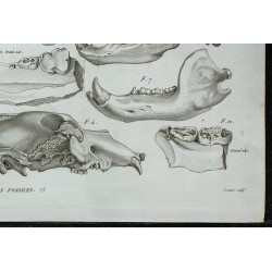 1836 - Crânes et mâchoires d'ours fossiles 