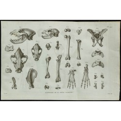 1836 - Crânes et ossements de hyène 