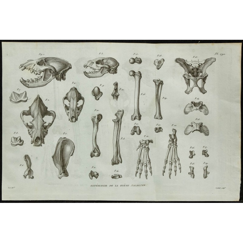 1836 - Crânes et ossements de hyène 1836 - Crânes et ossements de hyène