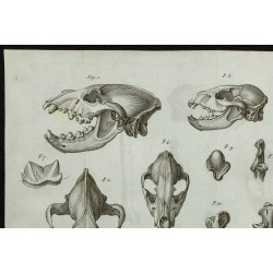 1836 - Crânes et ossements de hyène 