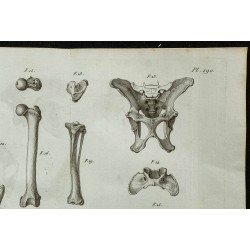 1836 - Crânes et ossements de hyène 