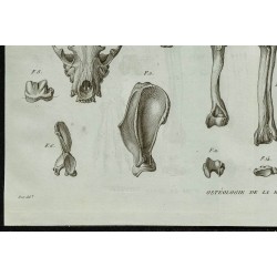 1836 - Crânes et ossements de hyène 