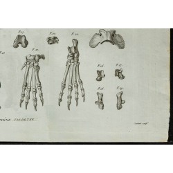 1836 - Crânes et ossements de hyène 