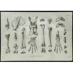 1836 - Squelette du tigre royal 