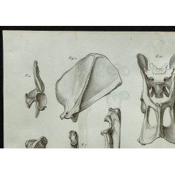 1836 - Squelette du tigre royal 
