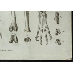 1836 - Squelette du tigre royal 