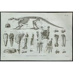 1836 - Squelette de pangolin 