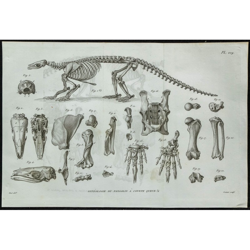 1836 - Squelette de pangolin 1836 - Squelette de pangolin
