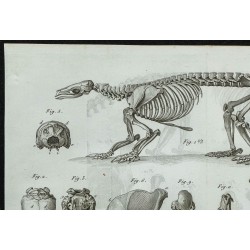 1836 - Squelette de pangolin 