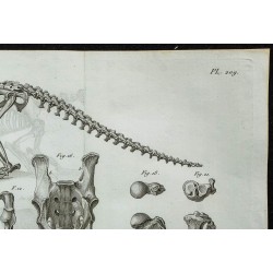 1836 - Squelette de pangolin 