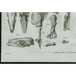 1836 - Squelette de pangolin 