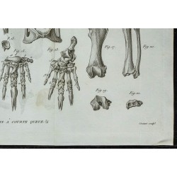1836 - Squelette de pangolin 
