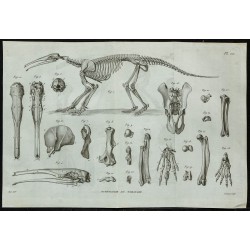 1836 - Squelette complet de tamanoir 