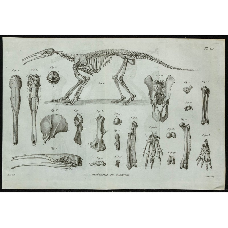 1836 - Squelette complet de tamanoir 1836 - Squelette complet de tamanoir