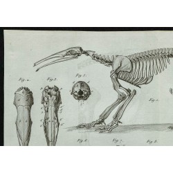 1836 - Squelette complet de tamanoir 