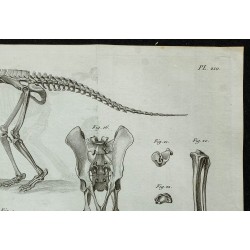 1836 - Squelette complet de tamanoir 