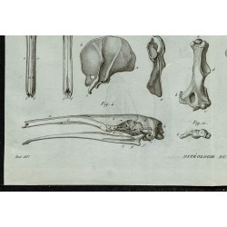 1836 - Squelette complet de tamanoir 