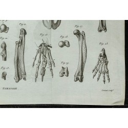 1836 - Squelette complet de tamanoir 