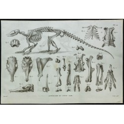 1836 - Squelette et crânes de tatous 