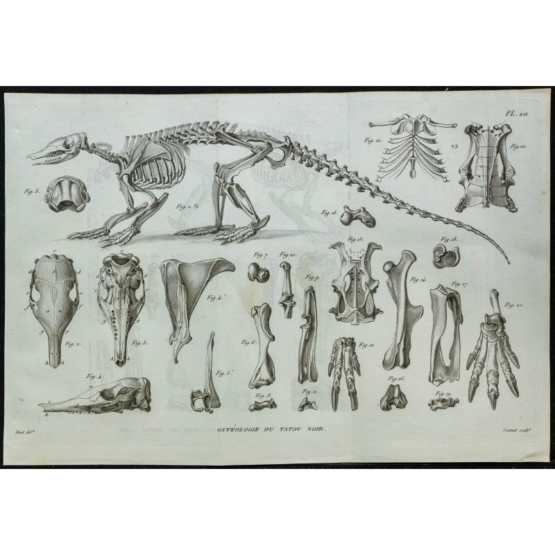 1836 - Squelette et crânes de tatous 1836 - Squelette et crânes de tatous