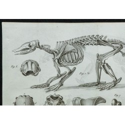 1836 - Squelette et crânes de tatous 