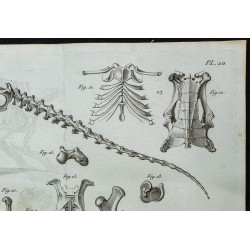 1836 - Squelette et crânes de tatous 