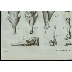 1836 - Squelette et crânes de tatous 