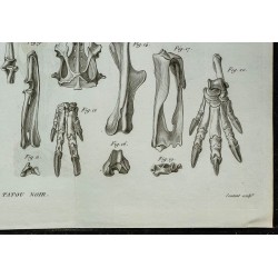 1836 - Squelette et crânes de tatous 