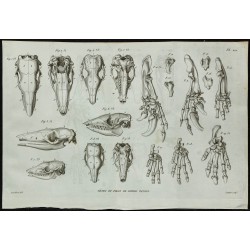 1836 - Têtes et pattes de tatous 