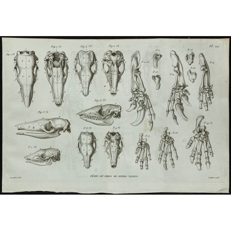 1836 - Têtes et pattes de tatous 1836 - Têtes et pattes de tatous